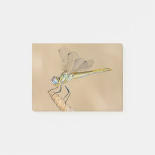 Skimmer Libel Insect Vrouwelijk (CC BY 4.0) Post-i Post-it® Notes