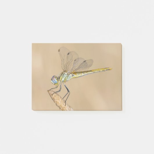 Skimmer Libel Insect Vrouwelijk (CC BY 4.0) Post-i Post-it® Notes (Voorkant)