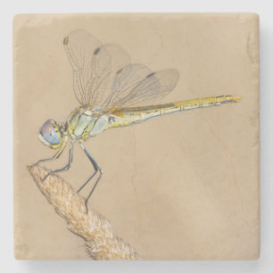 Skimmer Libel Insect Vrouwelijk (CC BY 4.0) Steen Stenen Onderzetter