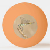 Skimmer Libel Insect Vrouwtje (CC BY 4.0) Ping P Pingpongbal (Achterkant)