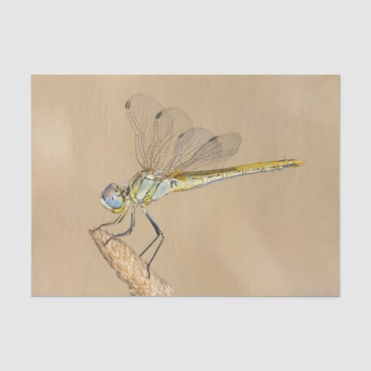 Skimmer Libel Insect Vrouwtje (CC BY 4.0) Weefsel Tissuepapier (Voorkant)