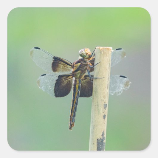 Skimmer Vierkante Sticker (Voorkant)