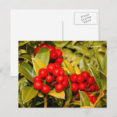 Skimmia Japonica Berries en Leaves Briefkaart (Voorkant / Achterkant)