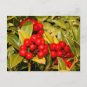 Skimmia Japonica Berries en Leaves Briefkaart (Voorkant)