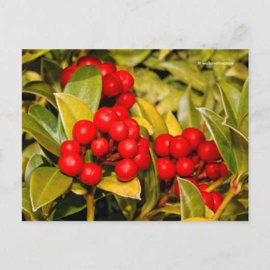 Skimmia Japonica Berries en Leaves Briefkaart (Voorkant)