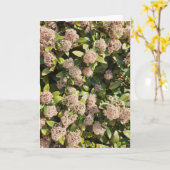 Skimmia Japonica in de Park Kaart (Gele Bloem)