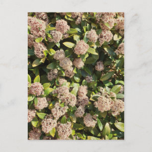 Skimmia Japonica in het park ansichtkaart Briefkaart