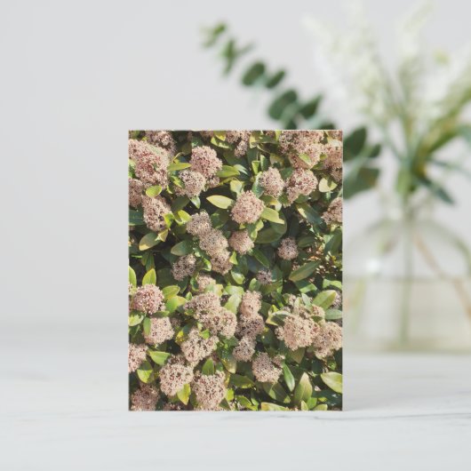 Skimmia Japonica in het Park Briefkaart (Staand voorkant)