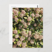 Skimmia Japonica in het Park Briefkaart (Voorkant / Achterkant)