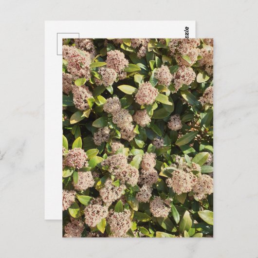 Skimmia Japonica in het Park Briefkaart (Voorkant / Achterkant)