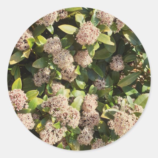 Skimmia Japonica in het Park Ronde Sticker (Voorkant)