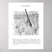 Skin Section Anatomie print 2. (Voorkant)