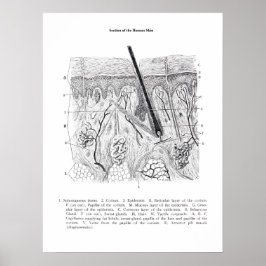 Skin Section Anatomie print 2.