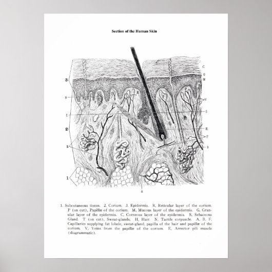 Skin Section Anatomie print 2. (Voorkant)