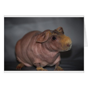 Skinny Pig