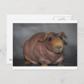 Skinny Pig Briefkaart (Voorkant / Achterkant)