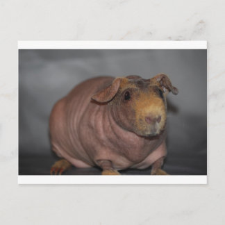 Skinny Pig Briefkaart