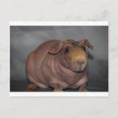 Skinny Pig Briefkaart (Voorkant)
