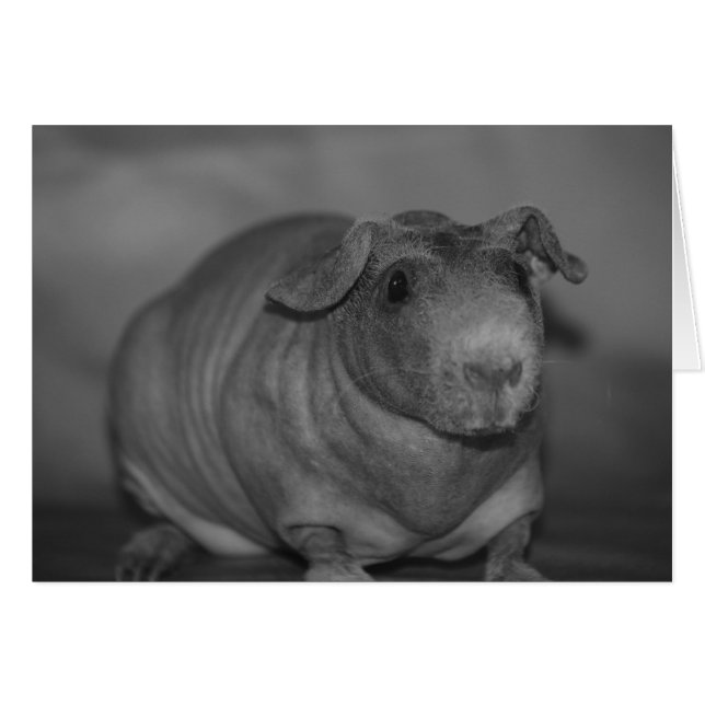 Skinny Pig in zwarte en witte kaart (Voorkant Horizontaal)