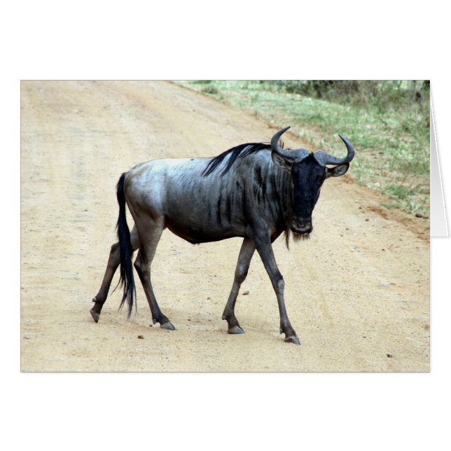 skinny wildebeest (Voorkant Horizontaal)