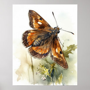 Skipper Butterfly Art Print Poster