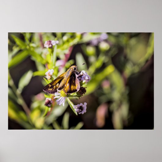 Skipper Butterfly Poster (Voorkant)