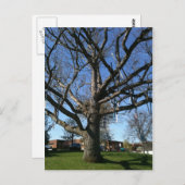 Skis in een boom briefkaart (Voorkant / Achterkant)