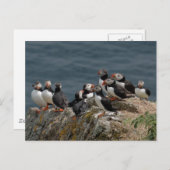 Skomer Island Puffins Briefkaart (Voorkant / Achterkant)