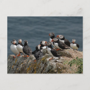 Skomer Island Puffins Briefkaart