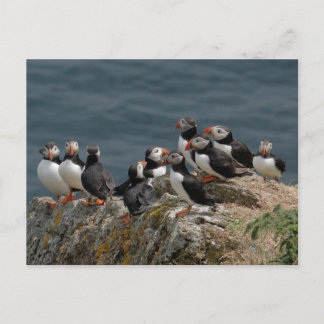 Skomer Island Puffins Briefkaart