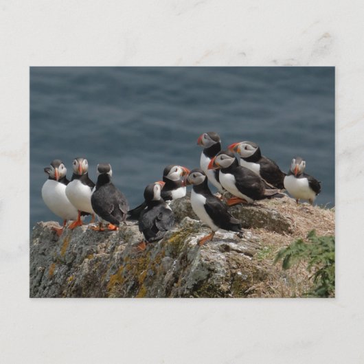 Skomer Island Puffins Briefkaart (Voorkant)