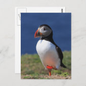 Skomer Island Puffins Briefkaart (Voorkant / Achterkant)