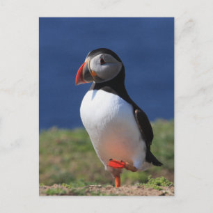 Skomer Island Puffins Briefkaart