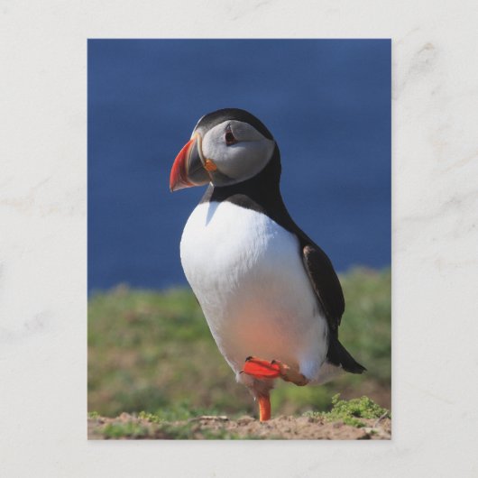 Skomer Island Puffins Briefkaart (Voorkant)