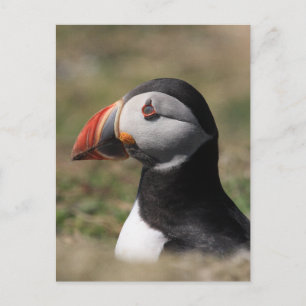 Skomer Island Puffins Briefkaart