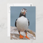 Skomer Island Puffins Briefkaart (Voorkant / Achterkant)