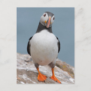 Skomer Island Puffins Briefkaart