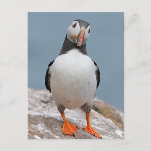 Skomer Island Puffins Briefkaart (Voorkant)