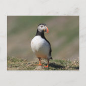 Skomer Island Puffins Briefkaart (Voorkant)
