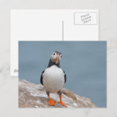 Skomer Island Puffins Briefkaart (Voorkant / Achterkant)
