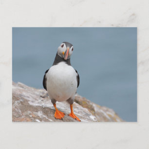 Skomer Island Puffins Briefkaart