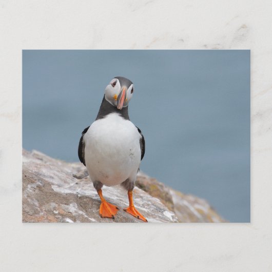 Skomer Island Puffins Briefkaart (Voorkant)