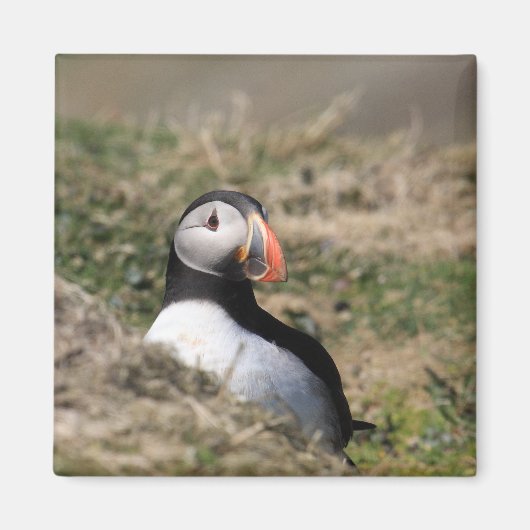 Skomer Island Puffins Magneet (Voorkant)