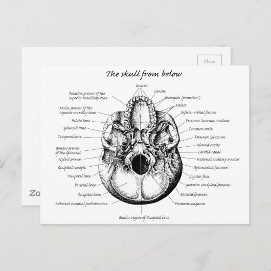 Skull Details Side Briefkaart (Voorkant / Achterkant)