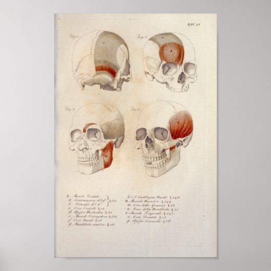 Skull Muscles Jaw Anatomy Print French (Voorkant)