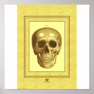 Skull Poster