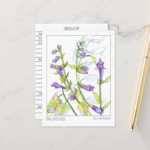 Skullcap Herb Materia Medica Kaarten Kruidenstudie