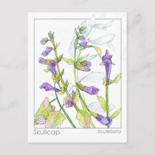Skullcap Herb Materia Medica Kaarten Kruidenstudie (Voorkant)