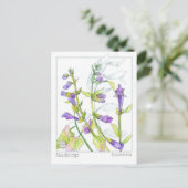 Skullcap Herb Materia Medica Kaarten Kruidenstudie (Staand voorkant)