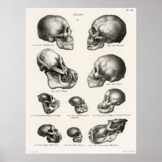 Skulls Illustration Human Evolution Poster